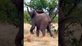 Elephant Throws A Tantrum