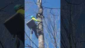 Tree Climber Rescues Cat