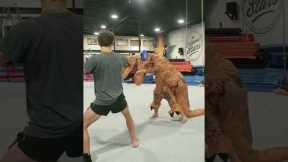 Man nails acrobatic kick with t-rex costume