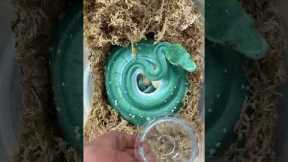 GORGEOUS Green Tree Python gets rehydrated