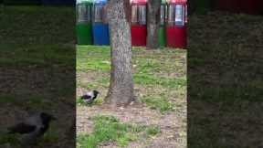Squirrel and crow play hide and seek