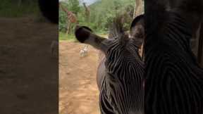 Zebra Pays a Visit to Office Workers