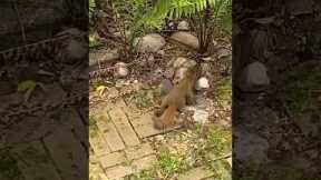 Four Squirrels Form Conga Line