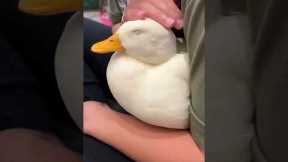 Gentle Belly Rub for Pet Duck Yibi