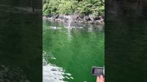 Orcas swim past father and son fishing in Canada