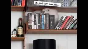 Cat regrets decision to explore book shelves