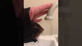Cute rat drinks water from bathroom sink