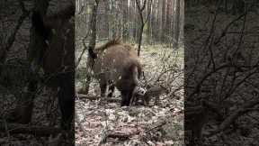Meeting A Wild Boar Family