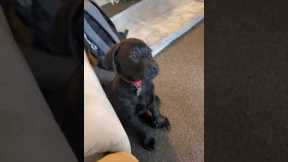 Puppy barks and whines while mom is away