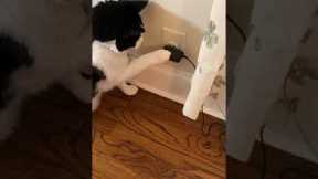 Intelligent cat gets automatic feeder to dispense food by unplugging it