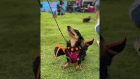 Sausage dogs wear Halloween costumes at pet meetup in Thailand