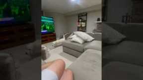 Puppy jumps off couch and lands a WWE move