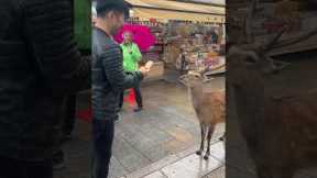 Japanese Deer Bows Before Cakes