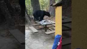 Black bear interrupts family BBQ