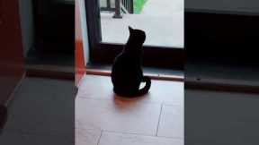 Cat meows sadly at the lack of trick-or-treaters