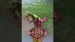 Mantis Eating a Grasshopper on a Sarracenia Plant