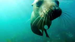 Sea lions go crazy for Go-Pro camera