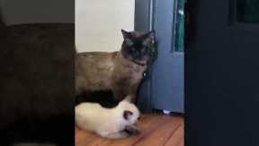 Tiny Siamese kitten tries to hitch a ride!