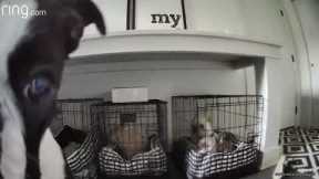 Charlie The Dog Tries To Break Out His Prisonmates