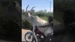 Man rides motorcycle with a cow on his lap