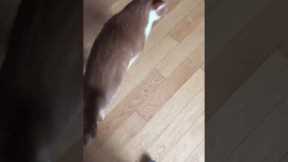 Cat Has Unusual Conversation with Owner