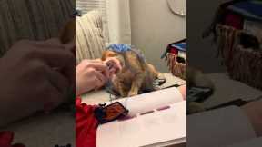 Adorable cat helps owner knit