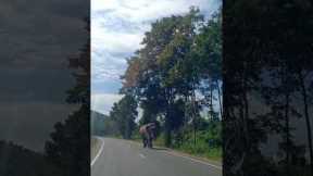 Hungry wild elephant chases pickup truck to look for food