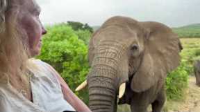 Curious Elephant Investigates Woman's Camera And Phone On Safari