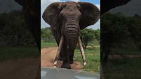 Motorist wards off curious elephant