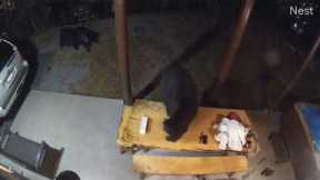 Black Bears Sneak Up On Guests At Mountain Cabin In Tennessee!