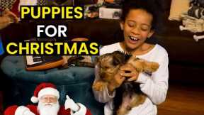 Receiving PUPPIES For Christmas | TOP 14 - Heartwarming Moments