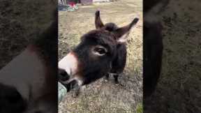Owner Has Unbreakable Bond With Joyful Donkey
