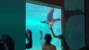 Cute sea lion eagerly follows visitor's hand
