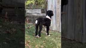 Oblivious dog gets spooked by neighbor's dog