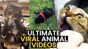 The BEST VIRAL Animal Videos | TOP 93 - Hilarious Animal Videos!