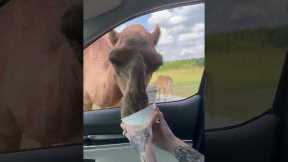 Camel boldly sticks head into passing car