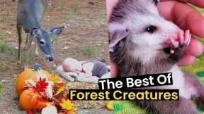 Into The Woods: Best Of Forest Creatures
