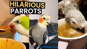 The MOST Funny Parrot Clips Caught On Camera | TOP 24 Parrots