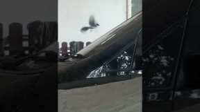 Playful wild bird uses car windscreen like a slide