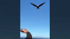 Eagle catches food from fishermen with ease!