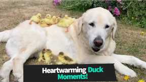 Heartwarming Duck Moments