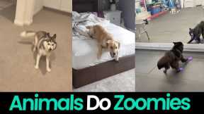 Zoomies: Animals Go Wild with Zoomies!