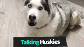 Funniest Talking Huskies Compilation