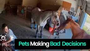 Pet Fails: Pets Making Bad Decisions
