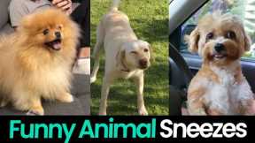 Funny Sneezes: Animals with the Cutest Sneezes