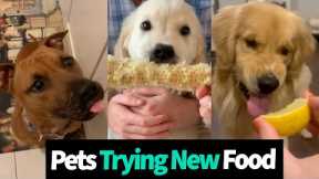 Animals Taste Test New Foods