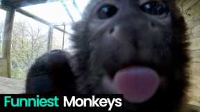 Monkey Business: Funniest Monkey Moments