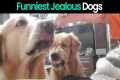 Funny Reactions of Dogs Getting