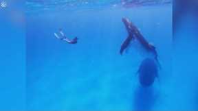 Couple have amazing close encounter with HUMPBACK WHALES