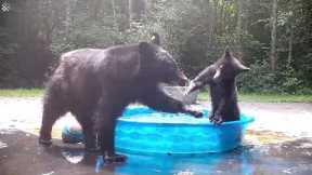 Two wild bears invade and cool off in backyard pool!